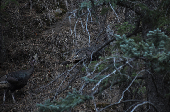 DSC_1732