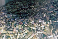 Auschwitz / Bernkenau