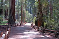 Big Basin Redwood State Park, California