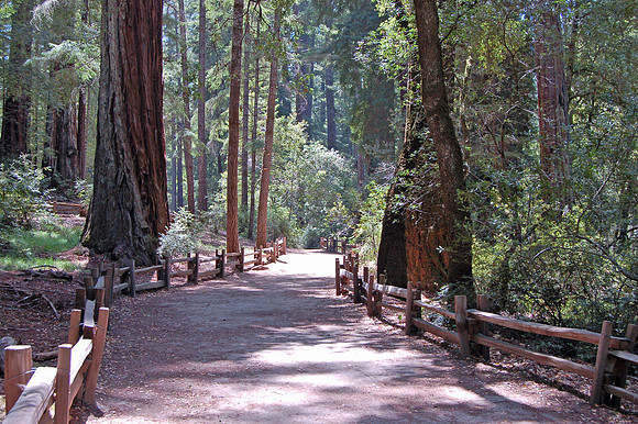 Big Basin Redwood State Park, California