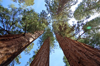 Mariposa Sequoia Grove, Yosemite National Park