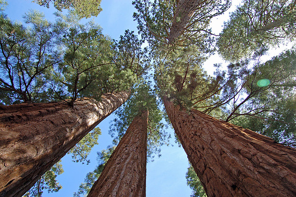 Mariposa Sequoia Grove, Yosemite National Park