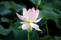 Green Maiden Lotus