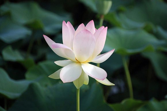 Green Maiden Lotus