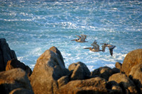 Pacific Grove, California