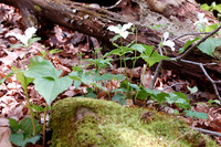 Trillium