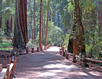 Big Basin Red Wood State Park, California