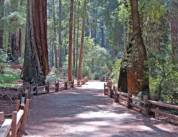 Big Basin Red Wood State Park, California