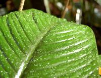 Morning Dew