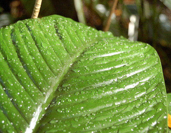 Morning Dew