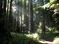 Jedediah Redwood State Park - CA