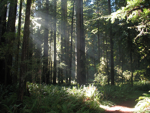 Jedediah Redwood State Park - CA