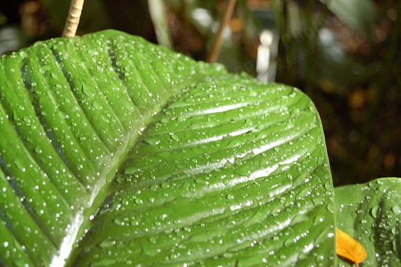 Morning Dew