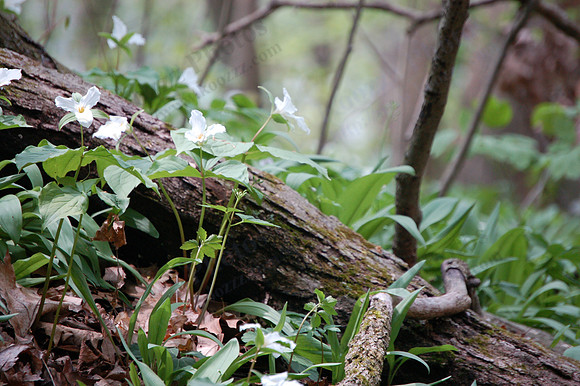 Trillium