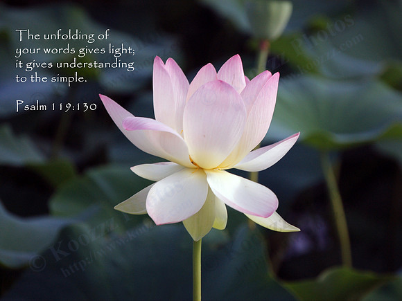 Green Maiden Lotus