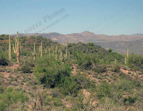 Arizona Desert North of Phoenix