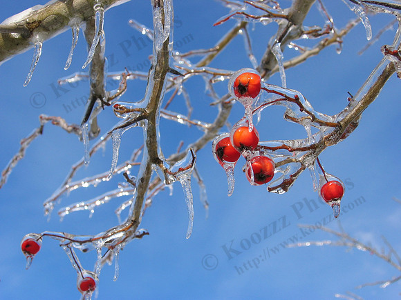 Ice Storm