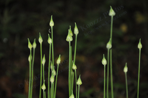 Wild Garlic