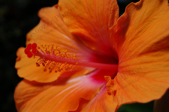 Hibiscus