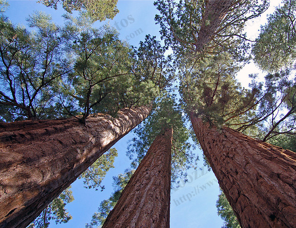 Mariposa Grove, Yosemite National Park