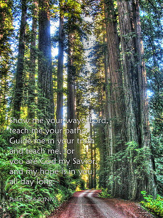 Show me your ways, Lord, teach me your paths. Guide me in your truth and teach me, for you are God my Savior, and my hope is in you all day long. ~ Psalm 25:4-5 (NIV) | Jedidiah Redwood State Park