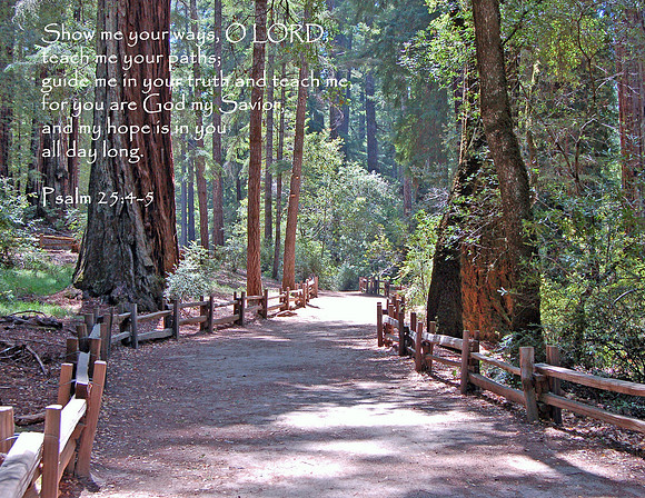 Big Basin Redwood State Park, California