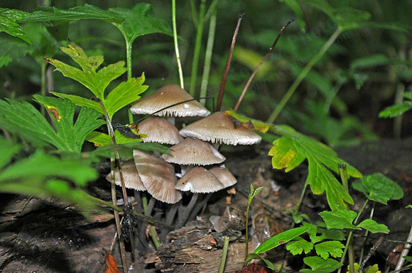 Fungus And Slugs