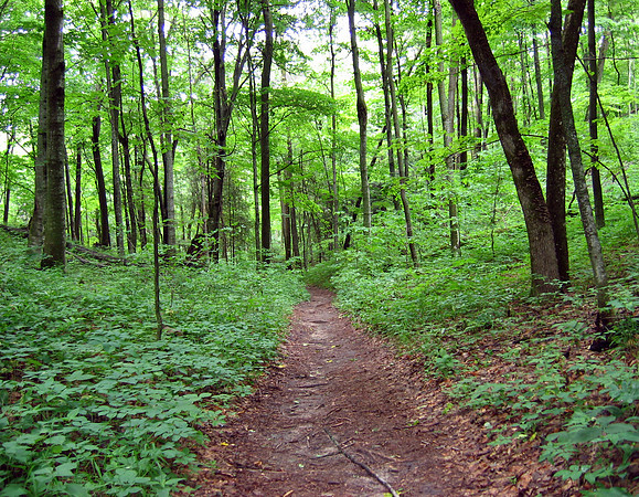 Old Indian Trail, Sleeping Bear Dunes, Michigan