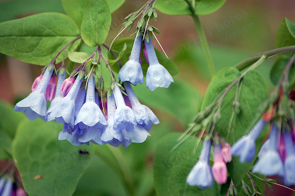 Blue Bells