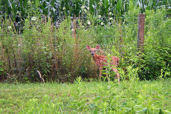 Fawn along the Kokosing Trail, Knox County, OH