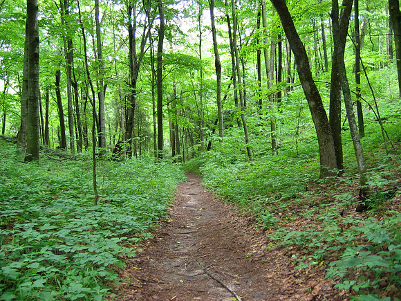 Old Indian Trail Park, Sleeping Bear Dunes