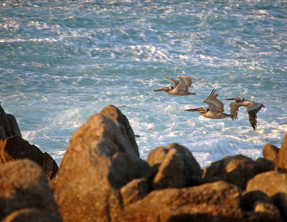 Pacific Grove, California