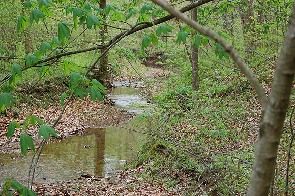 Creek at Burr Oak State Park, Ohio