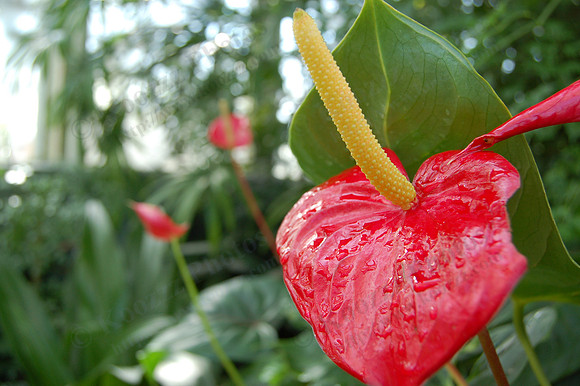 Flamingo Lily
