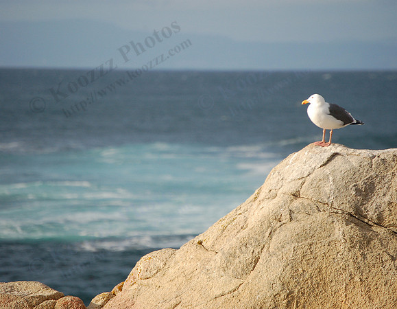 Pacific Grove, California