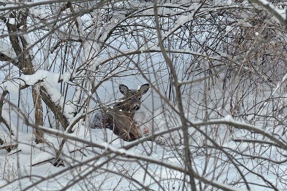 Doe in Woods, Mount Vernon, OH