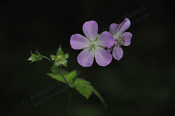 Wild Geranium (Geranium Maculatum)