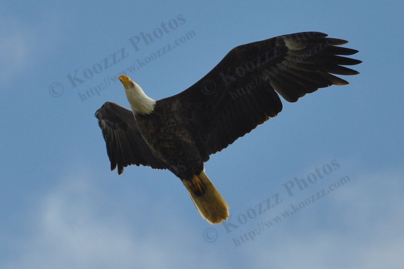 Knox County, Ohio Bald Eagle 05/10/2009