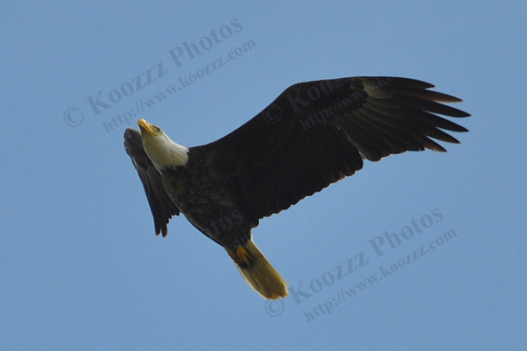 Knox County, Ohio Bald Eagle 05/10/2009