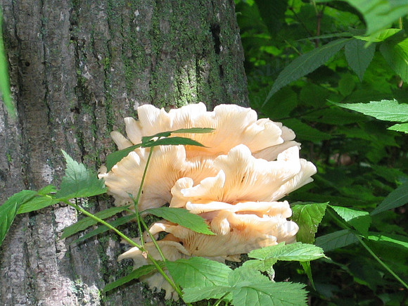 Fungus