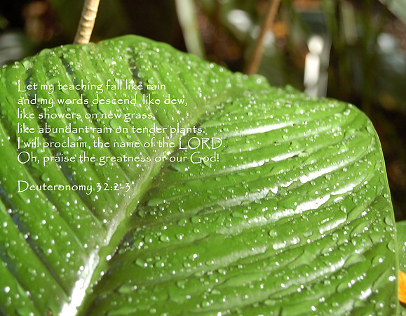 Morning Dew