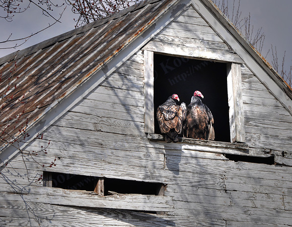 Buzzards, Delaware County