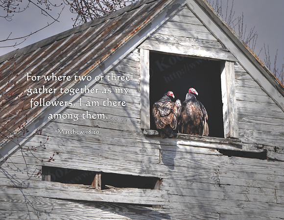 Buzzards, Delaware County