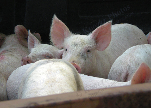 Pigs In A Truck
