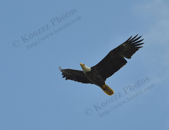 09 - Bald Eagle Soaring Along The Kokosing River