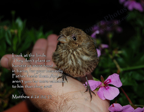 Look at the birds. They don't plant or harvest or store food in barns, for your heavenly Father feeds them. And aren't you far more valuable to him than they are? ~ Matthew 6:26 (NLT)
