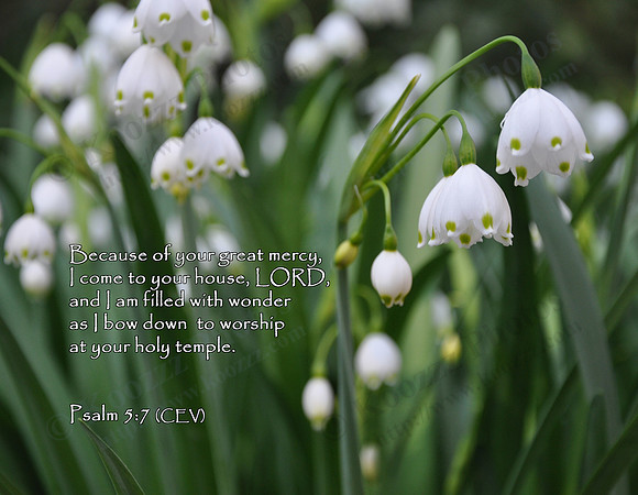 Because of your great mercy, I come to your house, LORD, and I am filled with wonder as I bow down to worship at your holy temple. ~ Psalm 5:7 (CEV)