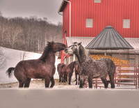 02 Horsing Around - Danville OH