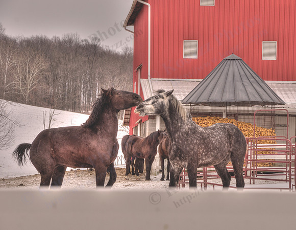 02 Horsing Around - Danville OH