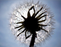 Dandelion Puff Ball
